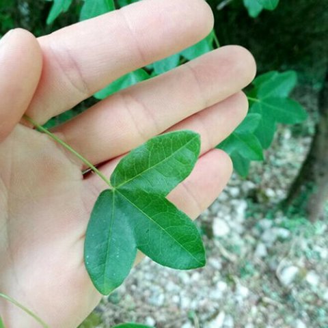 Acer monspessulanum 