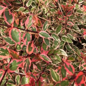 Abelia grandiflora 'Kaleidoscope'®