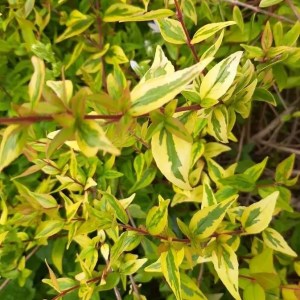 Abelia grandiflora 'Sunshine Daydream'®