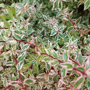 Abelia grandiflora 'Confetti'® Conti