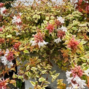 Abelia grandiflora 'Hopleys'®