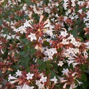Abelia x Grandiflora 'Petite Garden'® Minedward