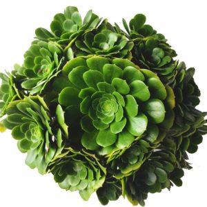 Aeonium arboreum