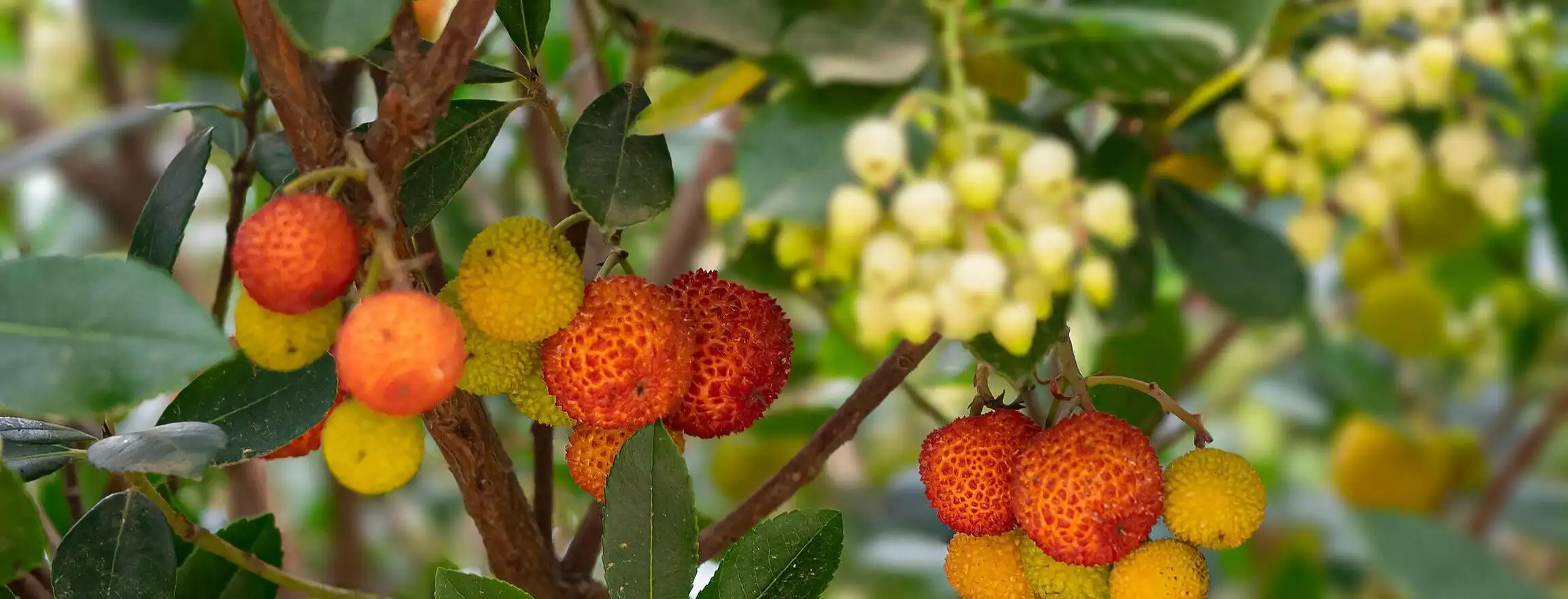 Bannière Arbuste Comestible Négoplantes Négoplantes