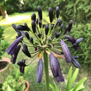 agapanthus x black magic