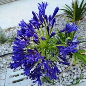 agapanthus x brillant blue