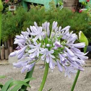agapanthus x crystal blue