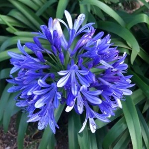 agapanthus x ever sapphire