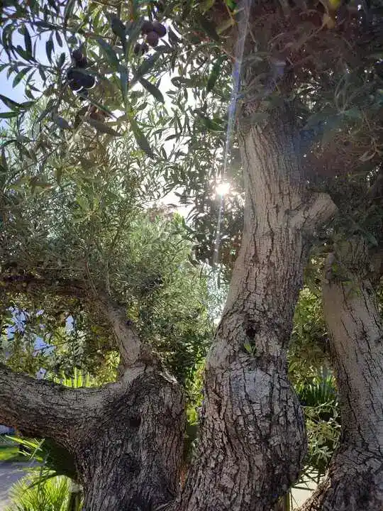 Un olivier avec des fruits noirs, éclairé par le soleil filtrant à travers le feuillage.