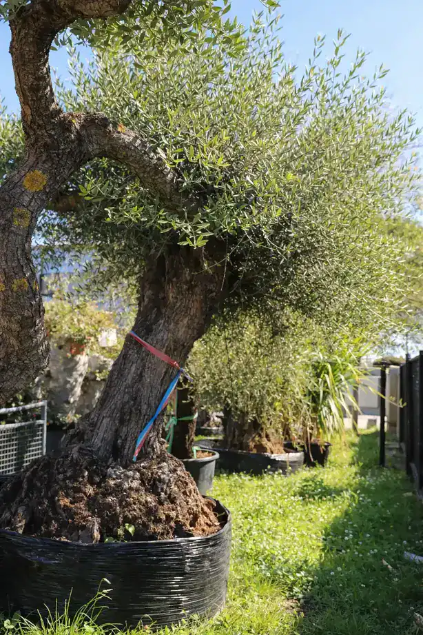 Un vieil olivier avec un tronc noueux, planté dans un pot noir, entouré d'herbe verte et d'autres plantes.