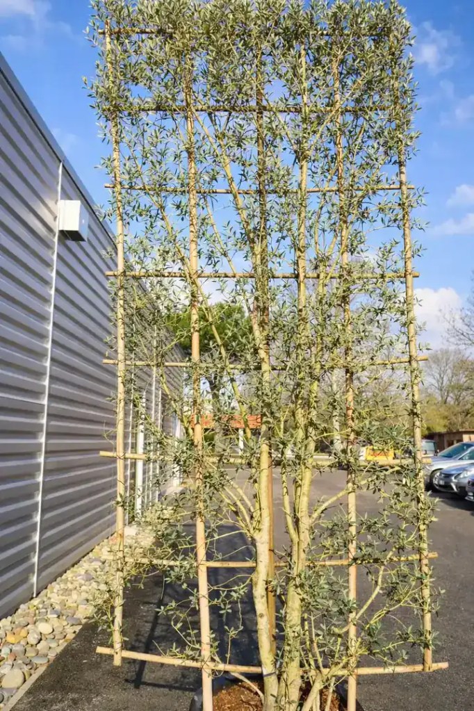 Un olivier soutenu par une structure en bois, avec des feuilles vertes luxuriantes, près d'un bâtiment moderne.