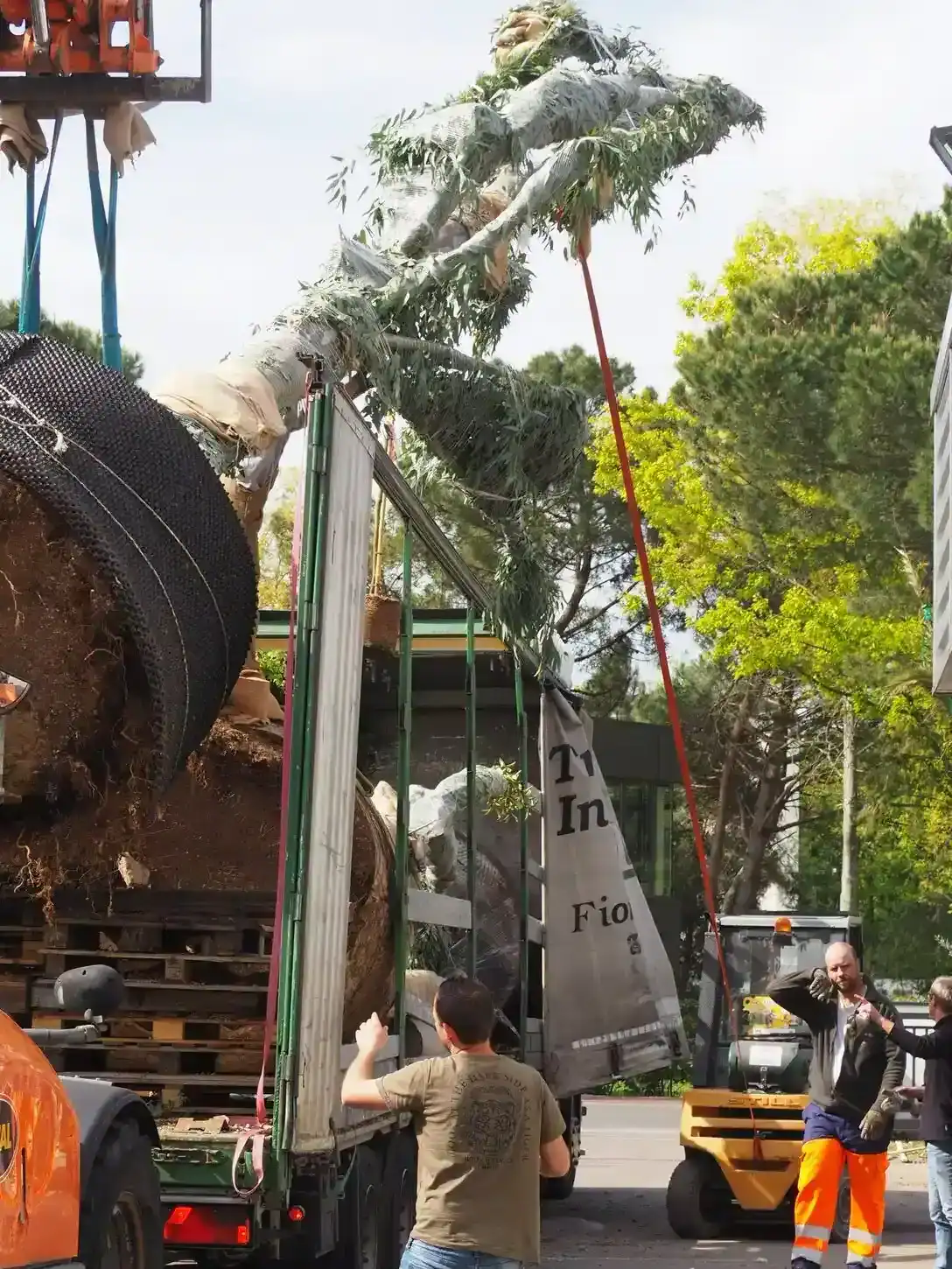 Workers guide a large uprooted tree, root ball wrapped in burlap, off a flatbed truck during a relocation operation.